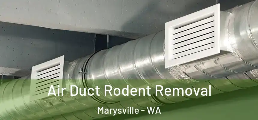  Air Duct Rodent Removal Marysville - WA
